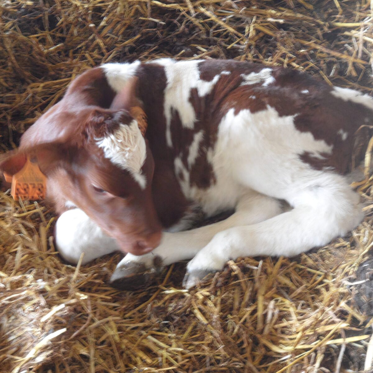 Ferme De Langeliere Vente Veau Elevage 3 1