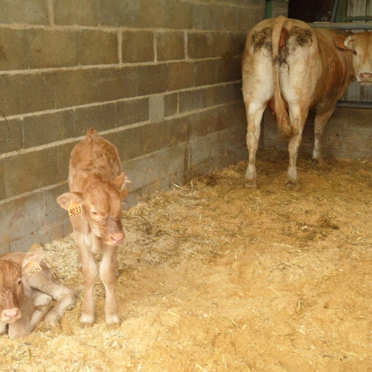 Ferme De Langeliere Vente Veau Elevage 5 1