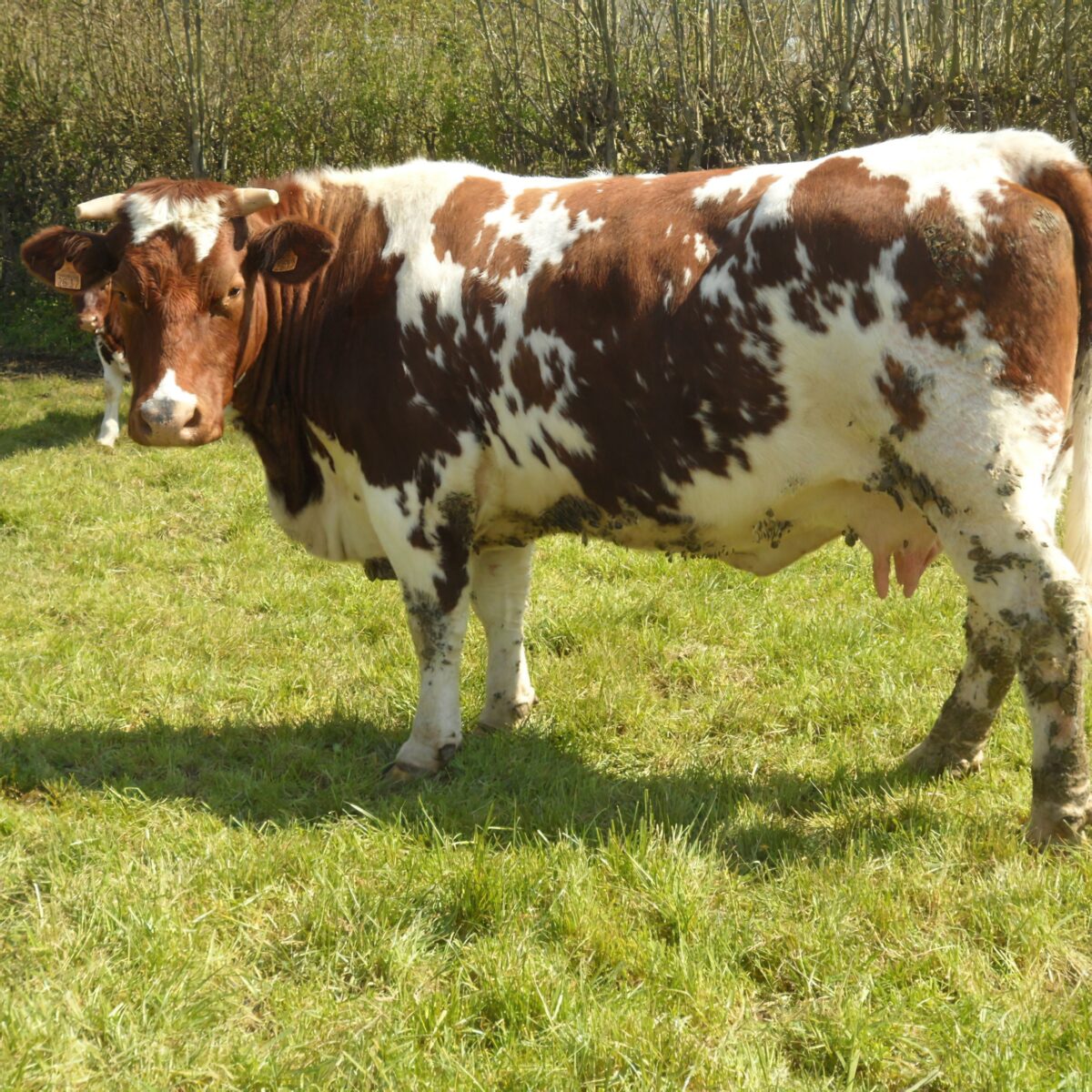 Ferme De Langeliere Vente Veau Production 1 3