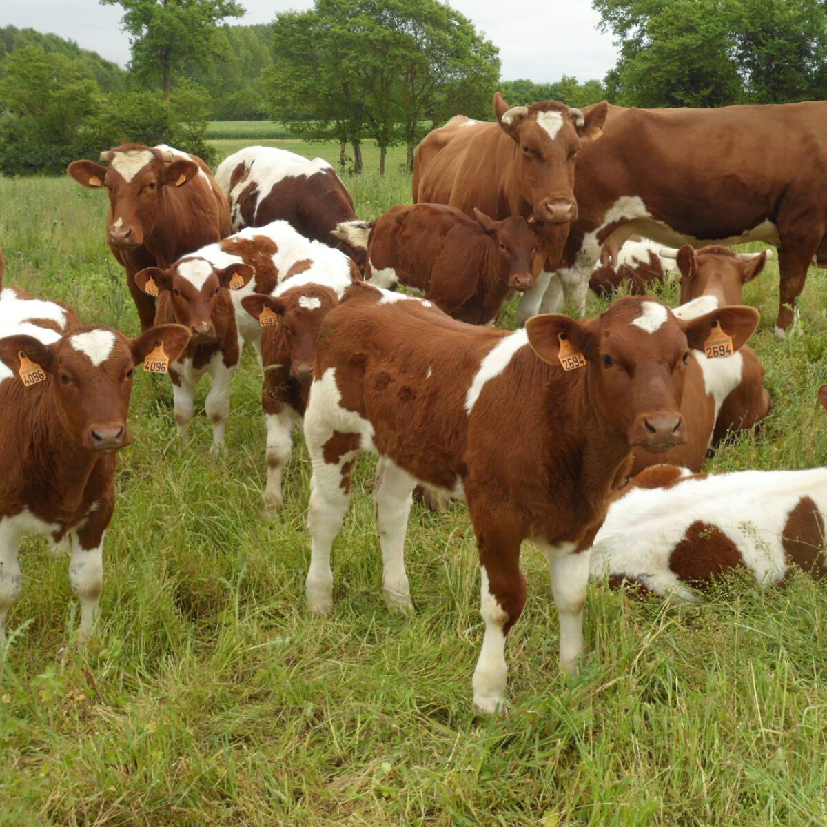 Ferme De Langeliere Vente Veau Production 2 3