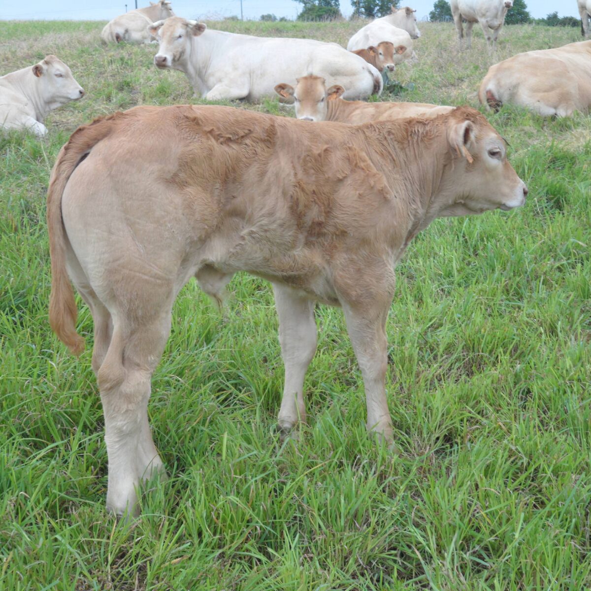 Ferme De Langeliere Vente Veau Production 3 3