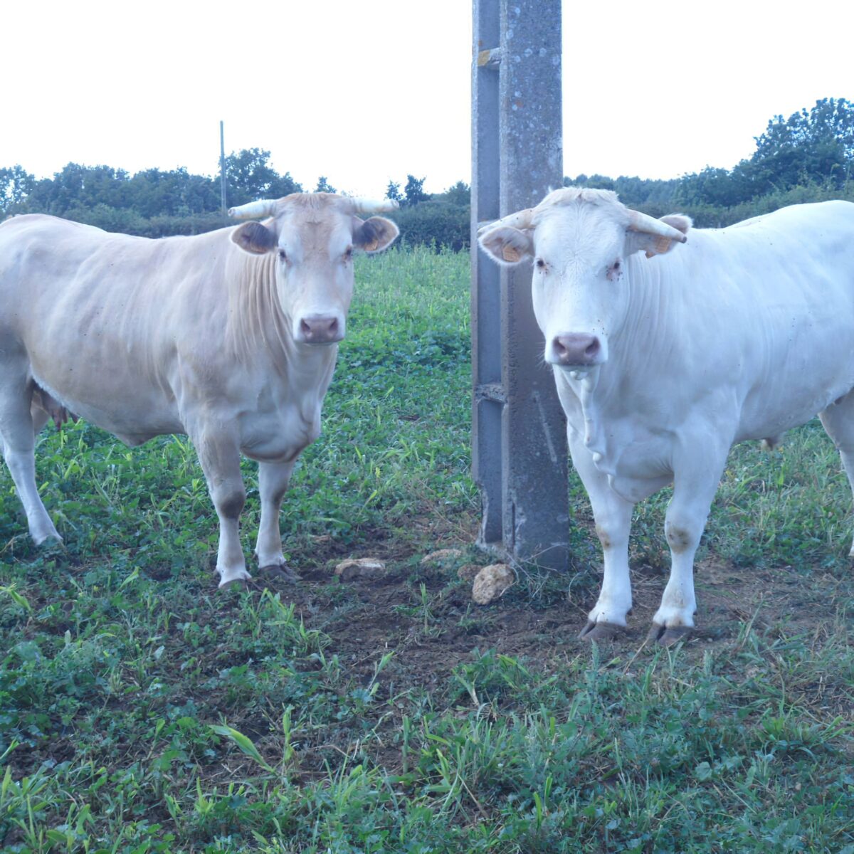 Ferme De Langeliere Vente Veau Production 4 3