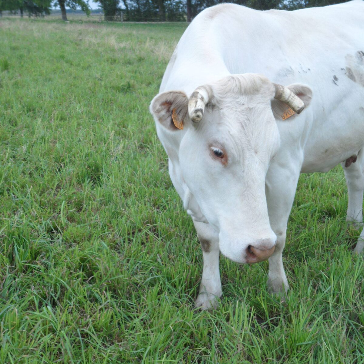 Ferme De Langeliere Vente Veau Production 5 3