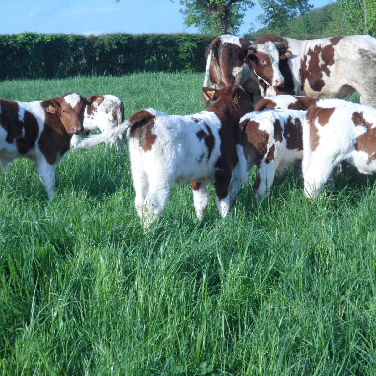 Ferme De Langeliere Vente Veau Production 6 3