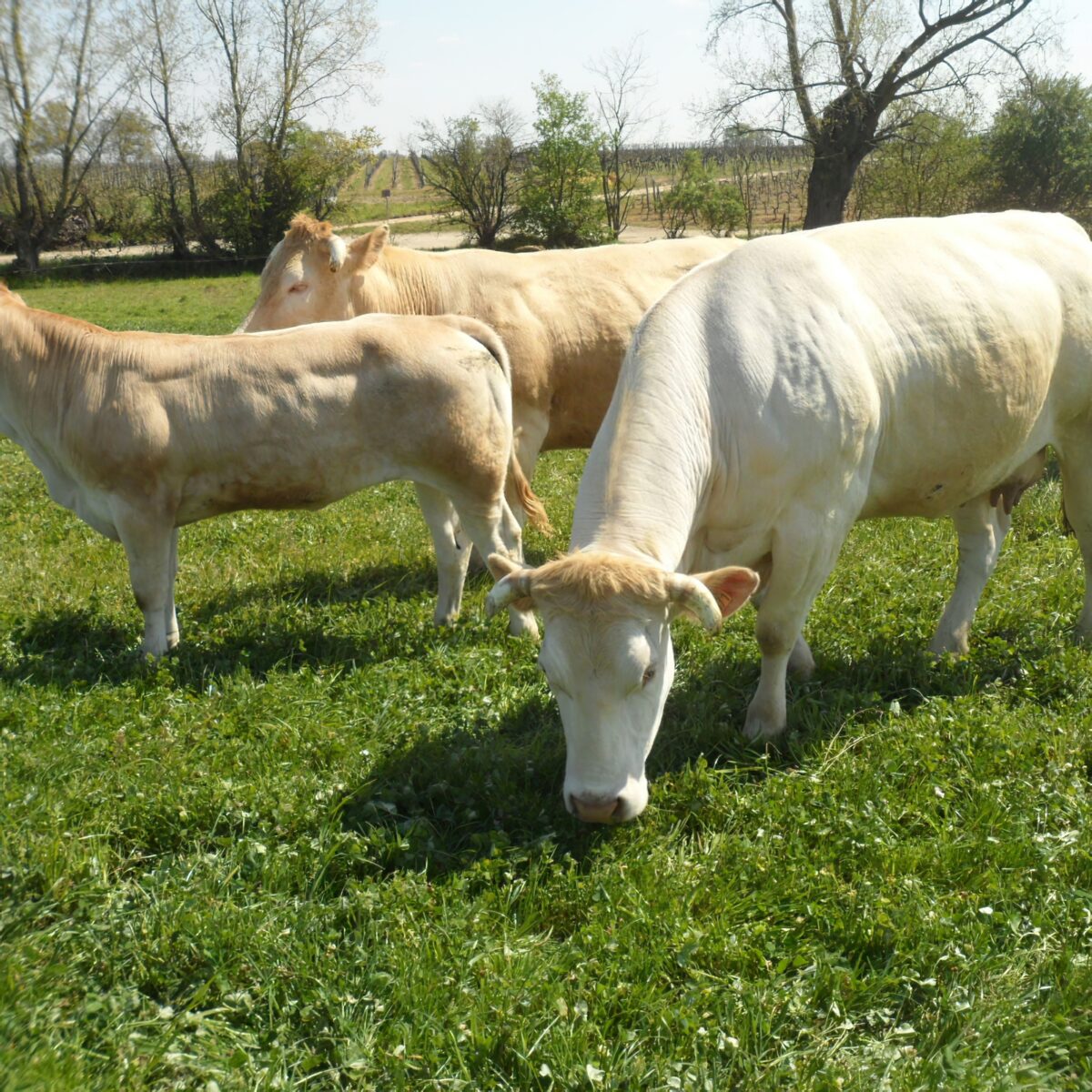 Ferme De Langeliere Vente Veau Production 7 3