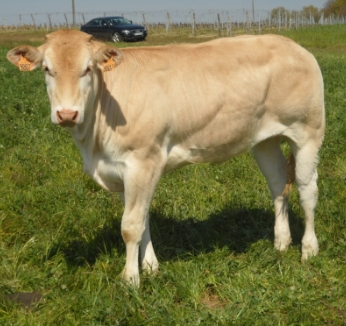 Ferme De Langeliere Vente Veau Vente De Boeuf A Bellevigne En Layon Pres DAngers 2