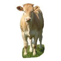 Ferme De Langeliere Vente Veau La Blonde