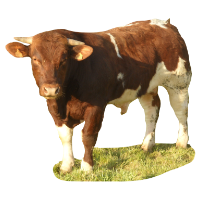 Ferme De Langeliere Vente Veau La Rouge