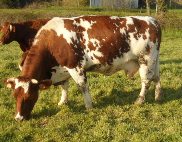 Ferme De Langeliere Vente Veau Bloc 1
