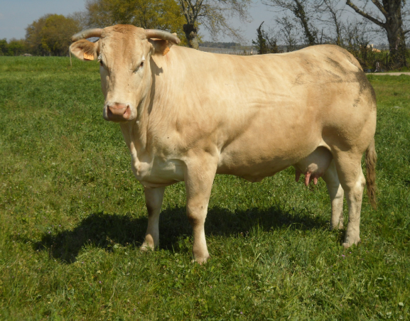 Ferme De Langeliere Vente Veau Bloc 2